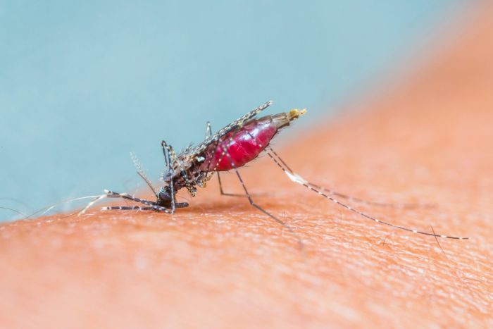 Pourquoi les moustiques sont-ils attirés par la lumière ?